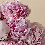 110601_close-up.jpg