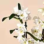 111066_closeup.jpg