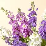 110757_close-up.jpg